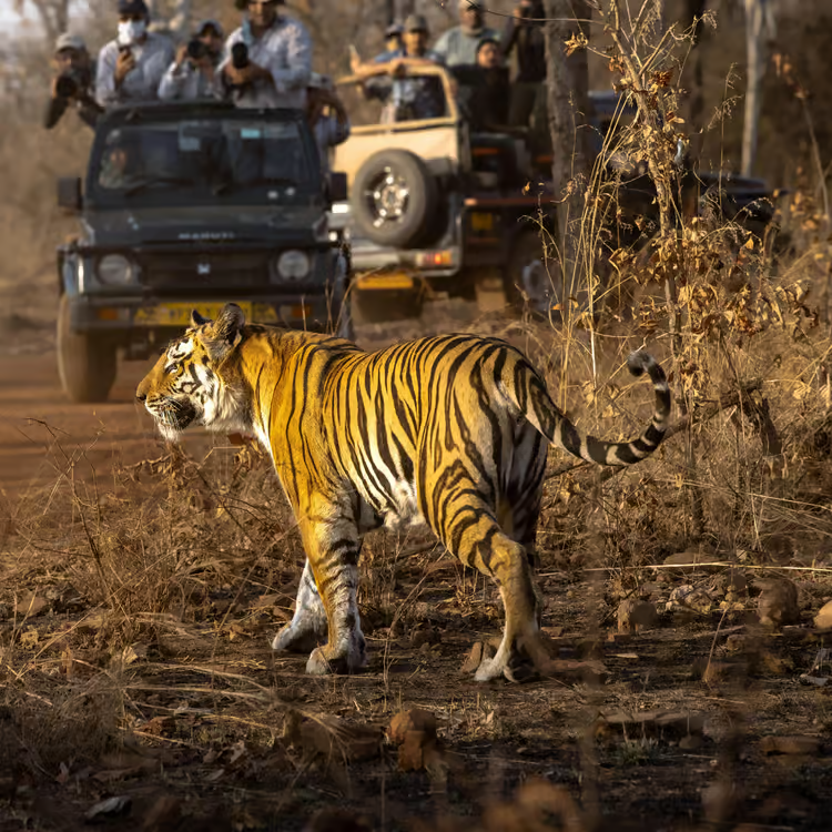 Sariska Safari