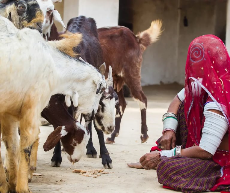 Village Life at Sariska
